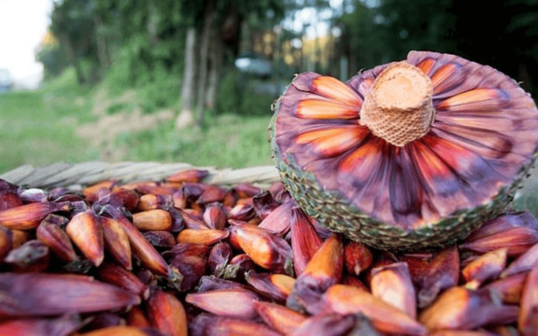 58° Festa do Pinhão em Campos do Jordão 2019