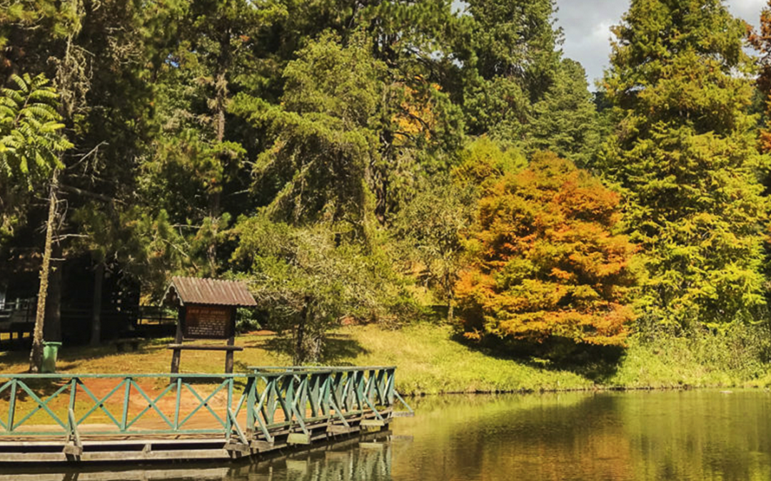 Férias em Campos do Jordão: Como Aproveitar o Melhor desse Destino Encantador